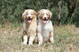 BERGER AUSTRALIEN PUPPIES 276